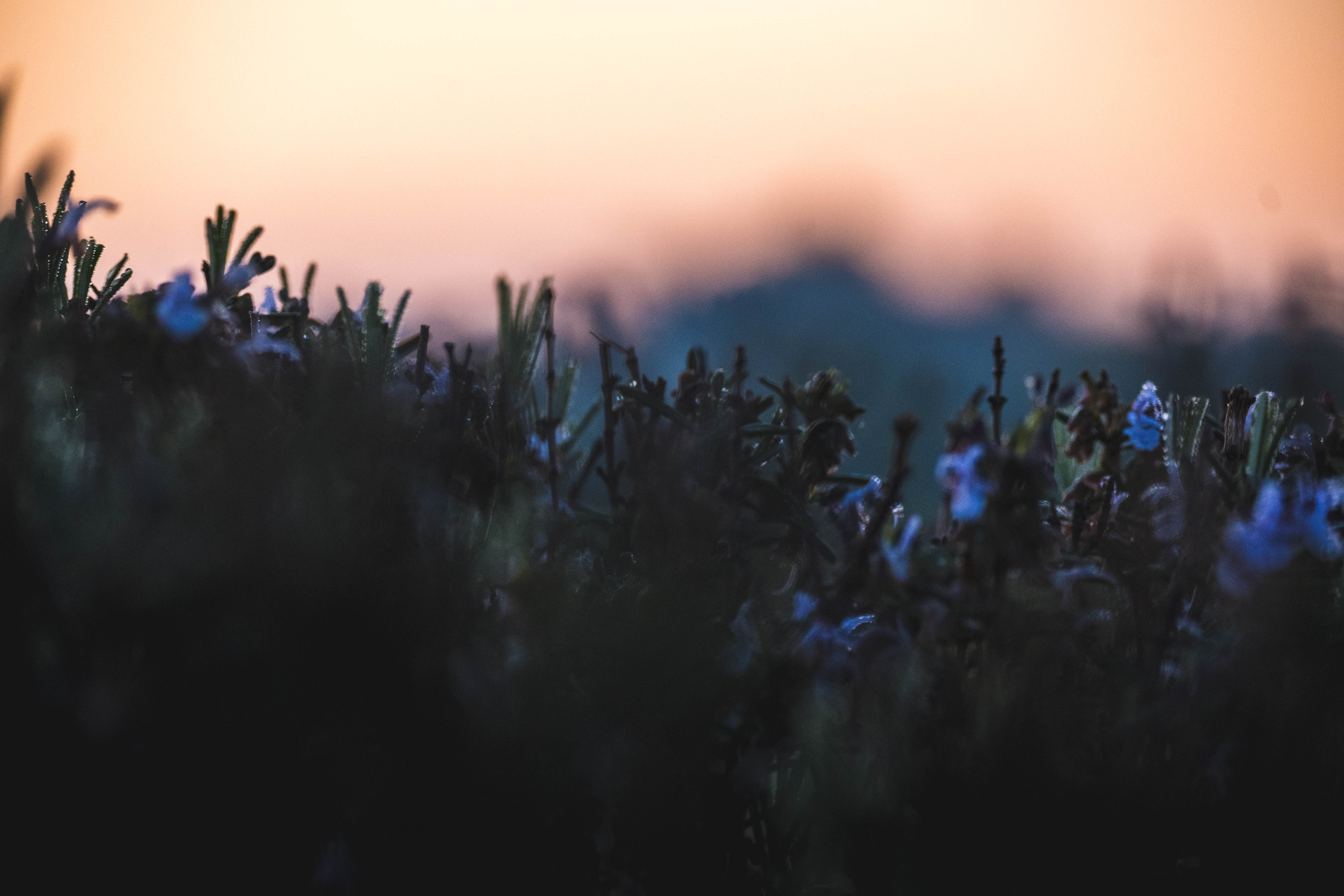 Romarin au petit matin