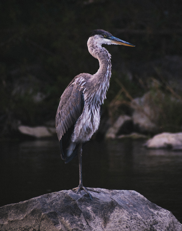 Hero qui se prélasse sur un rocher